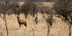 Tanzanie - 2010-09 - 126 - Serengeti - Bubales roux et zebres